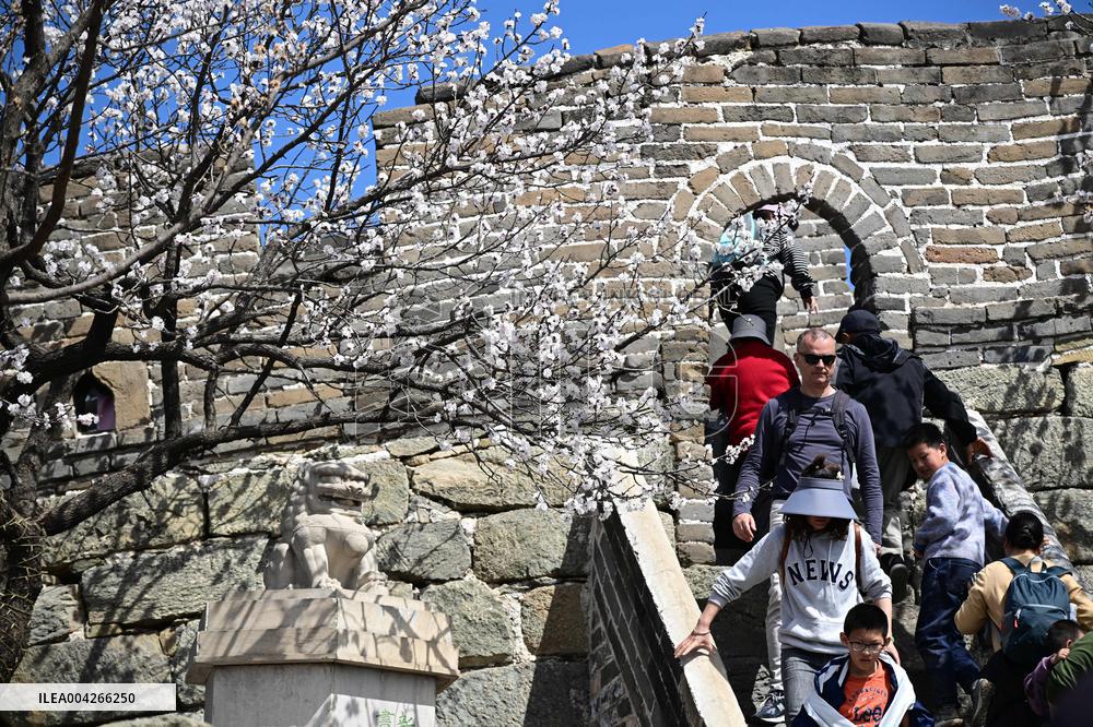 Great Wall Spring Scenery - China