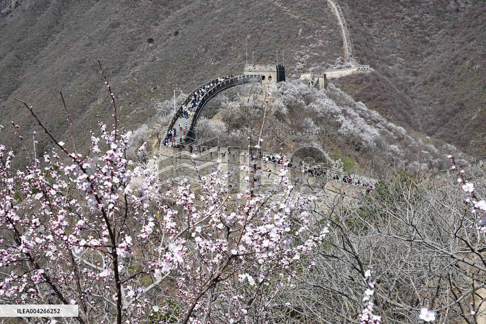 Great Wall Spring Scenery - China