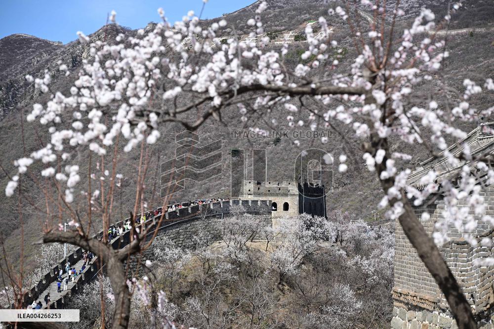 Great Wall Spring Scenery - China