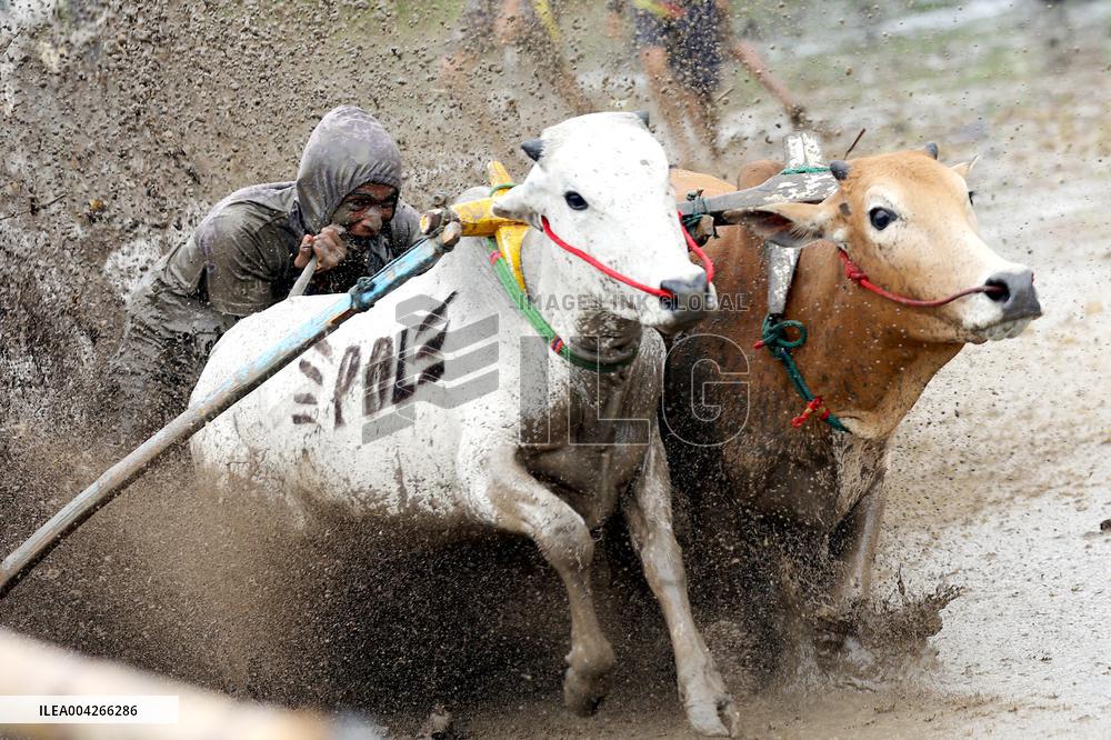 West Sumatra Bull Race - Indonesia