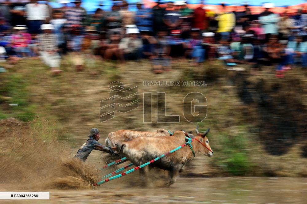 West Sumatra Bull Race - Indonesia