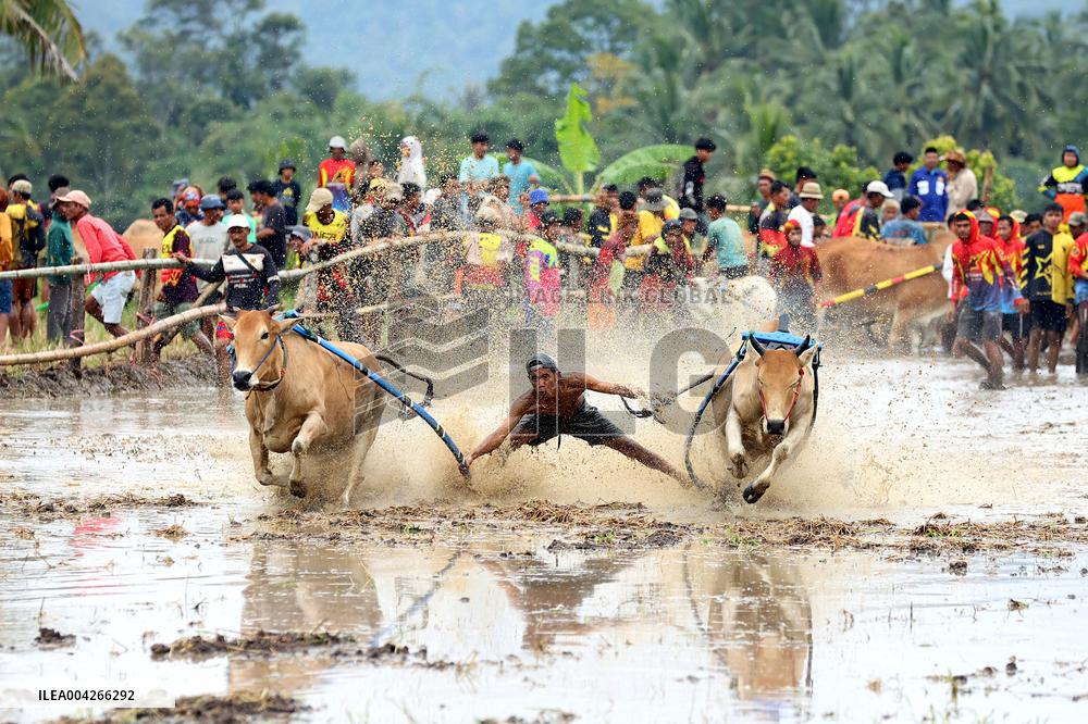 West Sumatra Bull Race - Indonesia