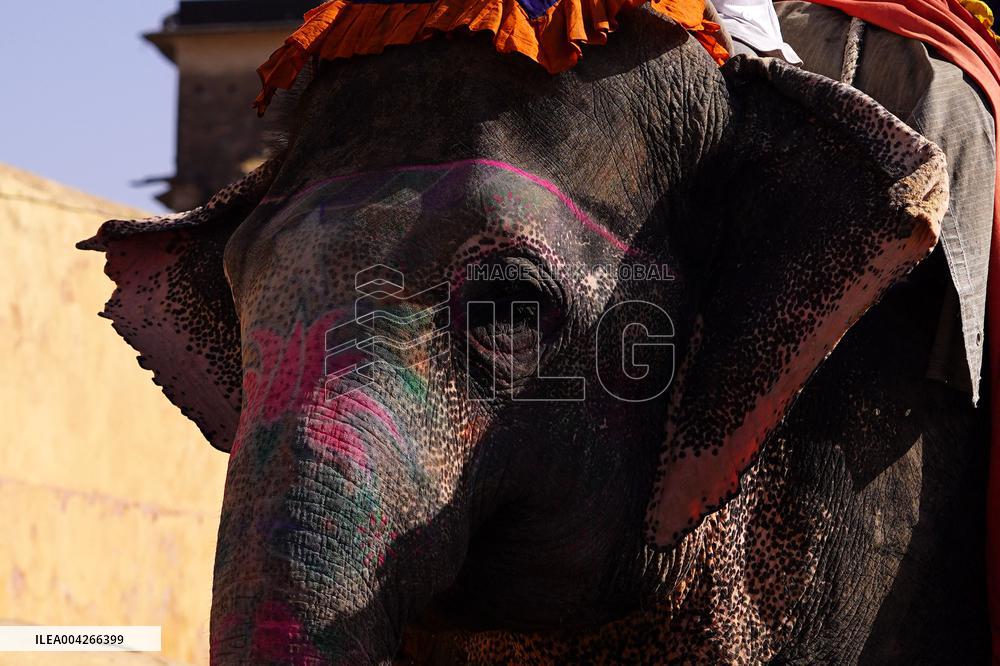 Touristic Elephant Ride - India