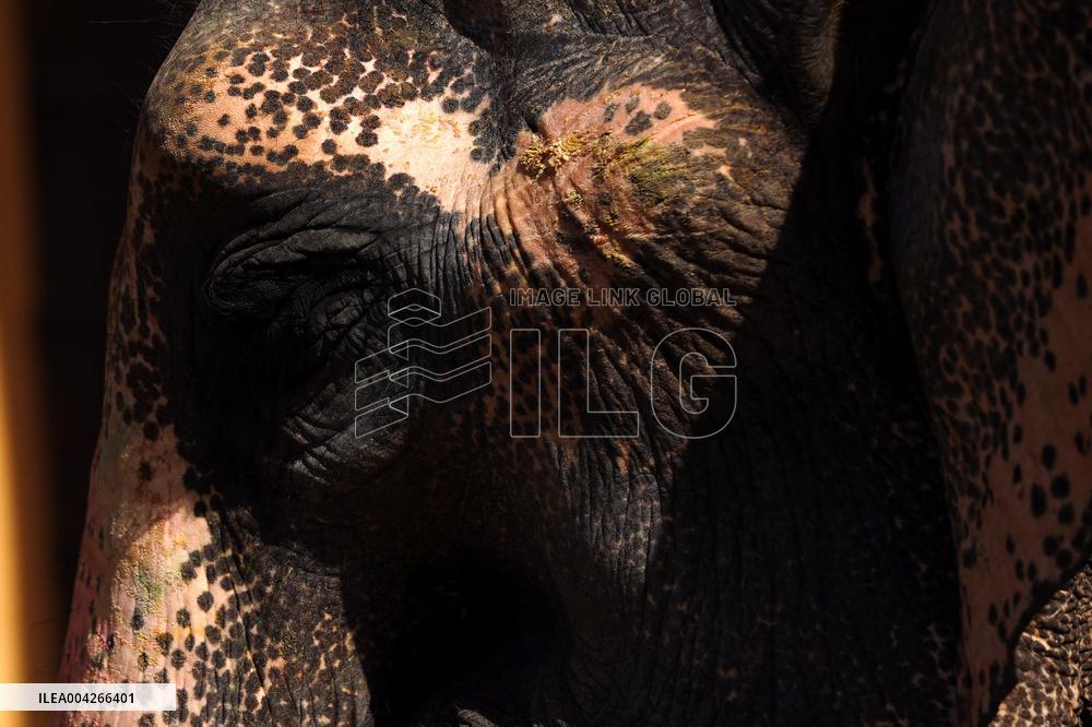 Touristic Elephant Ride - India