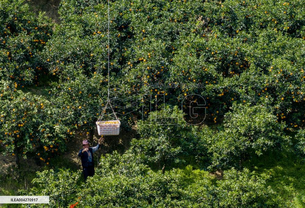Drone Transport Navel Oranges in Yichang