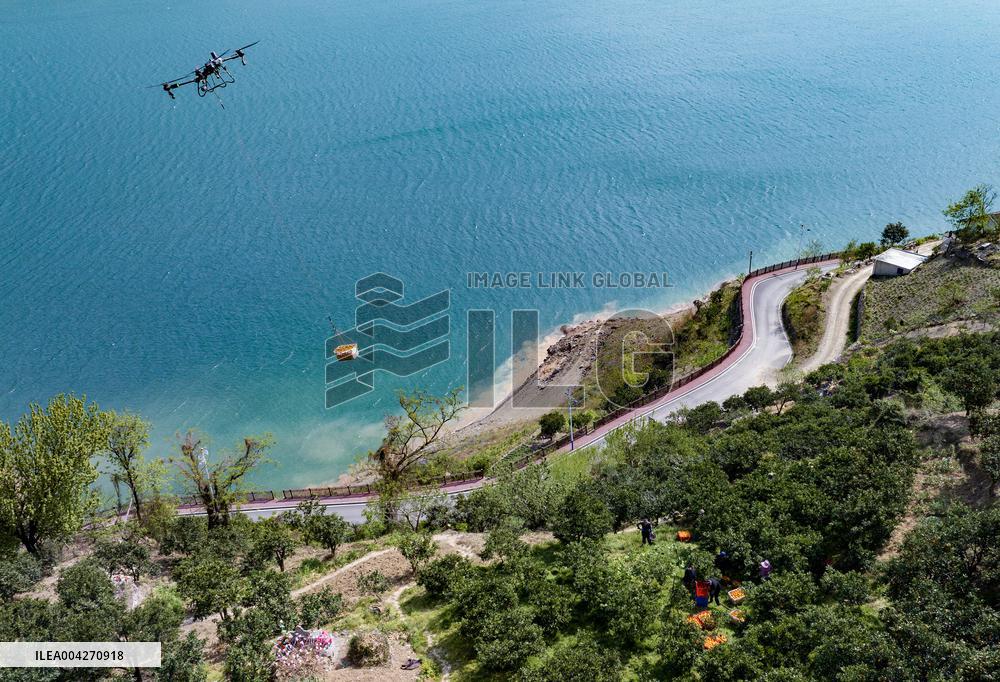 Drone Transport Navel Oranges in Yichang