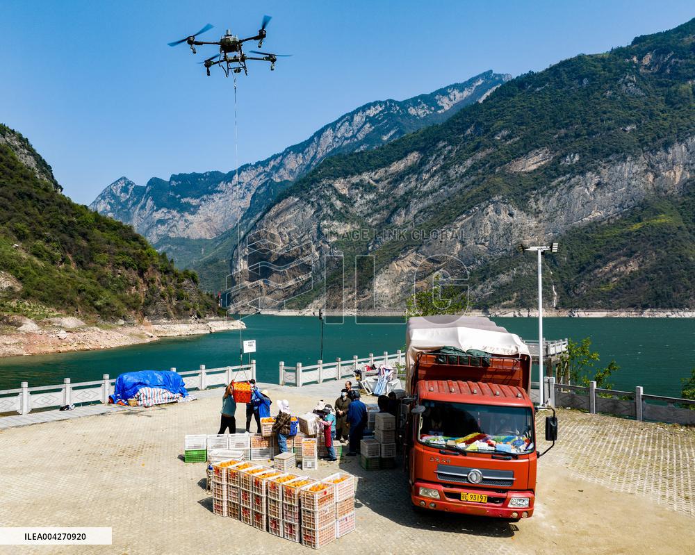 Drone Transport Navel Oranges in Yichang