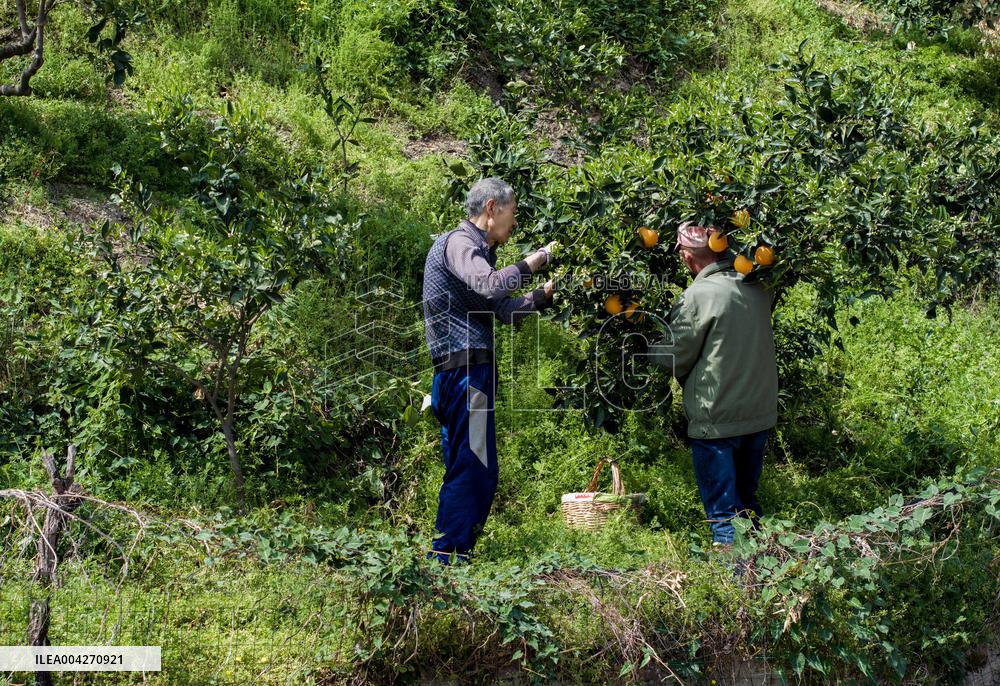 Drone Transport Navel Oranges in Yichang