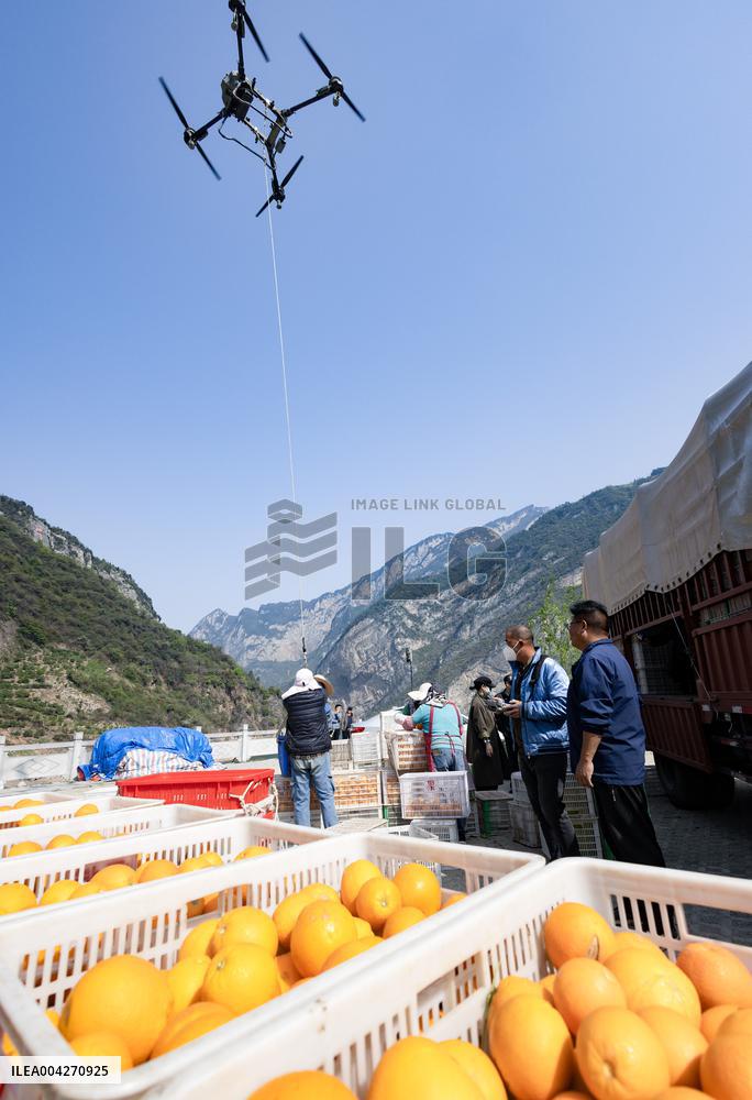 Drone Transport Navel Oranges in Yichang