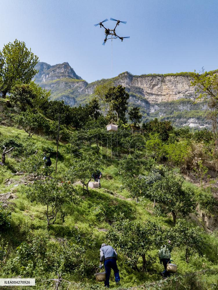 Drone Transport Navel Oranges in Yichang