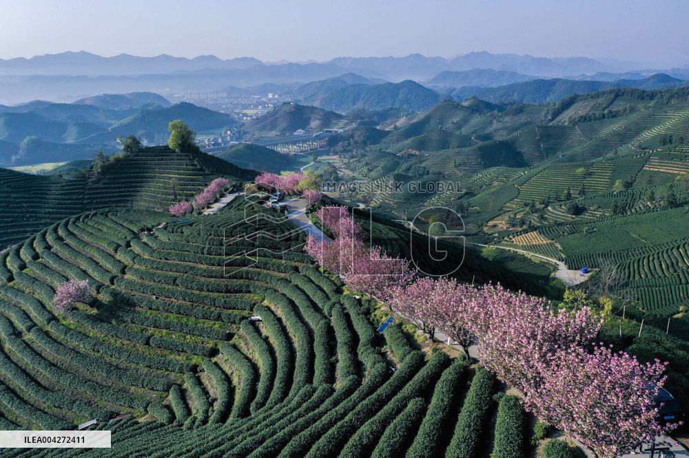 Cherry blossoms at a tea garden - China