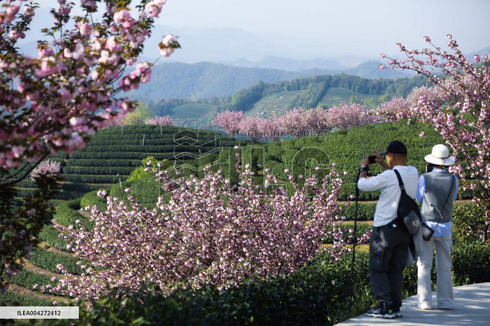 Cherry blossoms at a tea garden - China