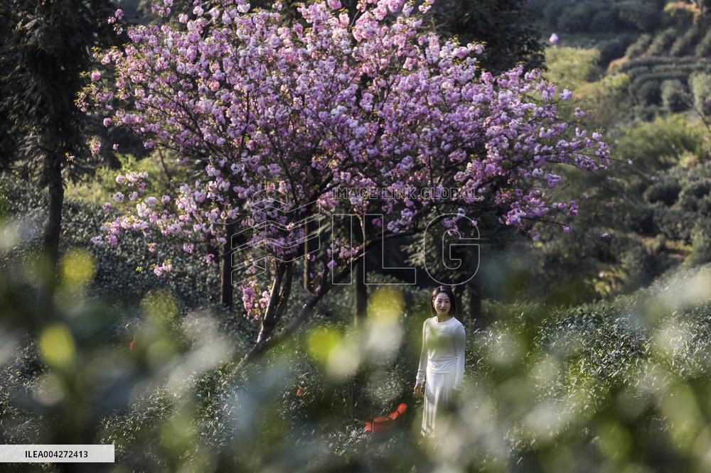 Cherry blossoms at a tea garden - China