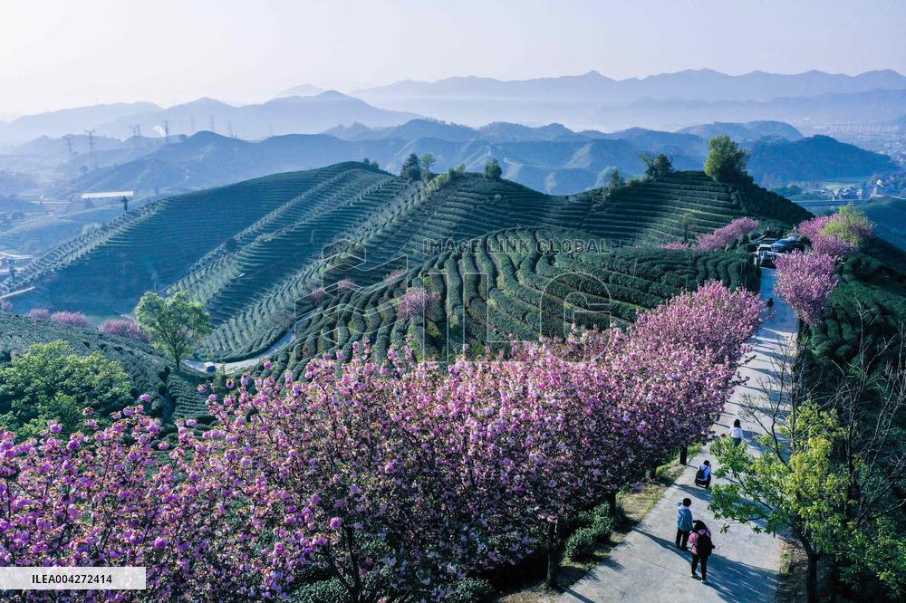 Cherry blossoms at a tea garden - China