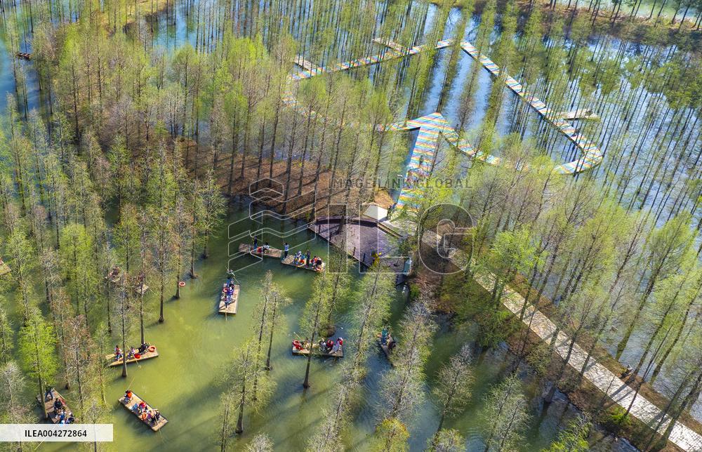 Tourists Ride Bamboo Rafts Under A Metasequoia Forest in Suqian