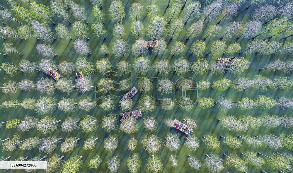 Tourists Ride Bamboo Rafts Under A Metasequoia Forest in Suqian