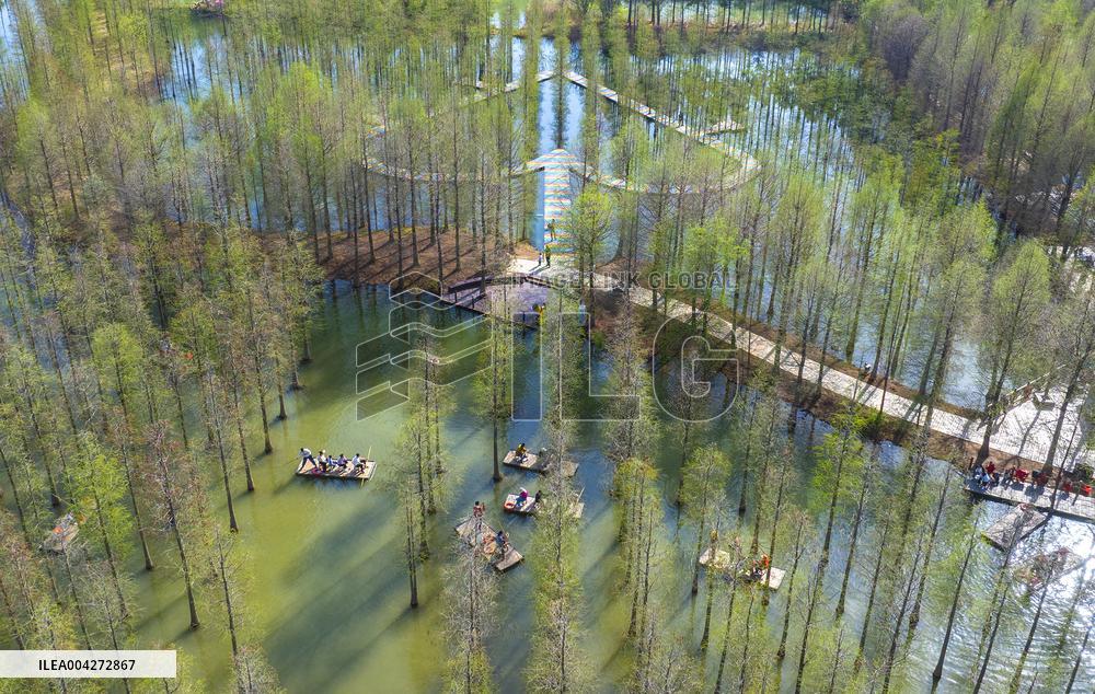 Tourists Ride Bamboo Rafts Under A Metasequoia Forest in Suqian