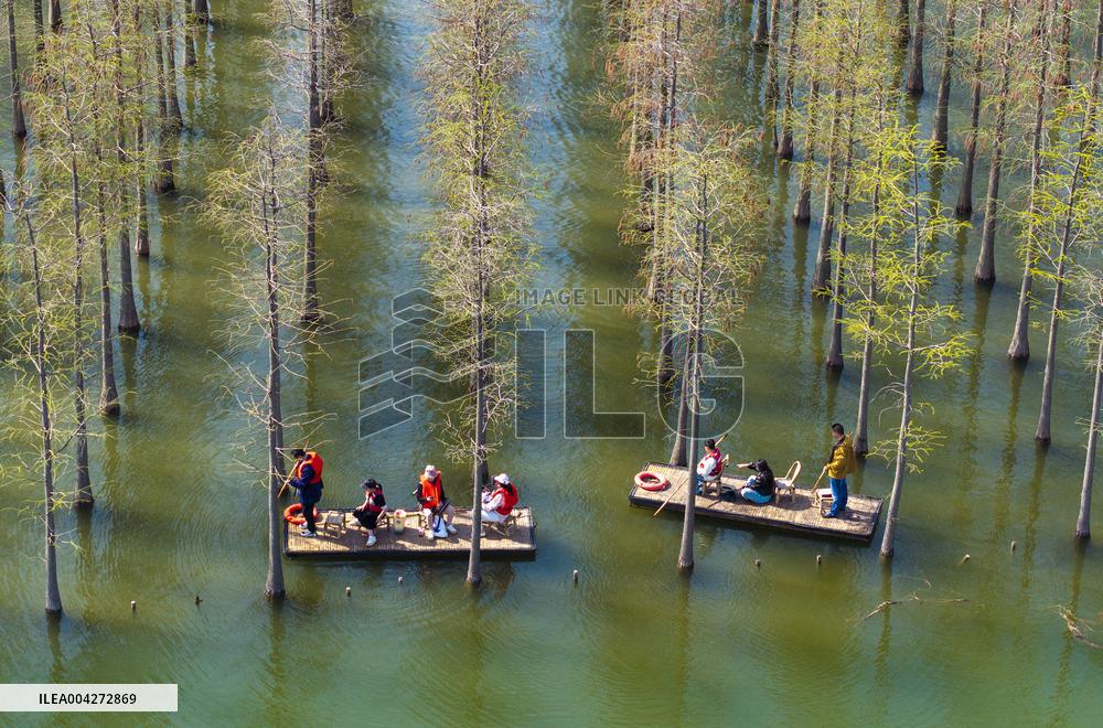 Tourists Ride Bamboo Rafts Under A Metasequoia Forest in Suqian