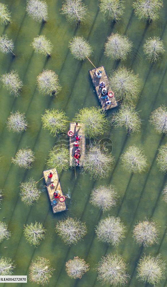 Tourists Ride Bamboo Rafts Under A Metasequoia Forest in Suqian
