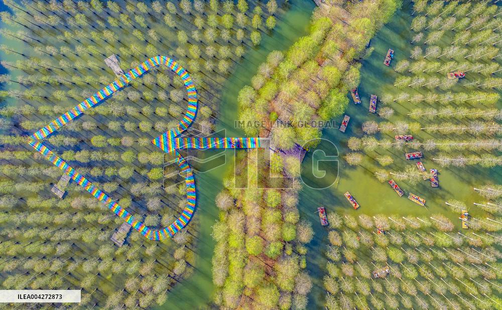 Tourists Ride Bamboo Rafts Under A Metasequoia Forest in Suqian