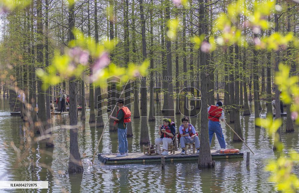 Tourists Ride Bamboo Rafts Under A Metasequoia Forest in Suqian