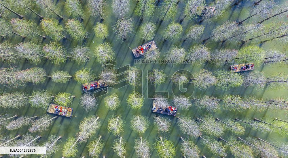Tourists Ride Bamboo Rafts Under A Metasequoia Forest in Suqian