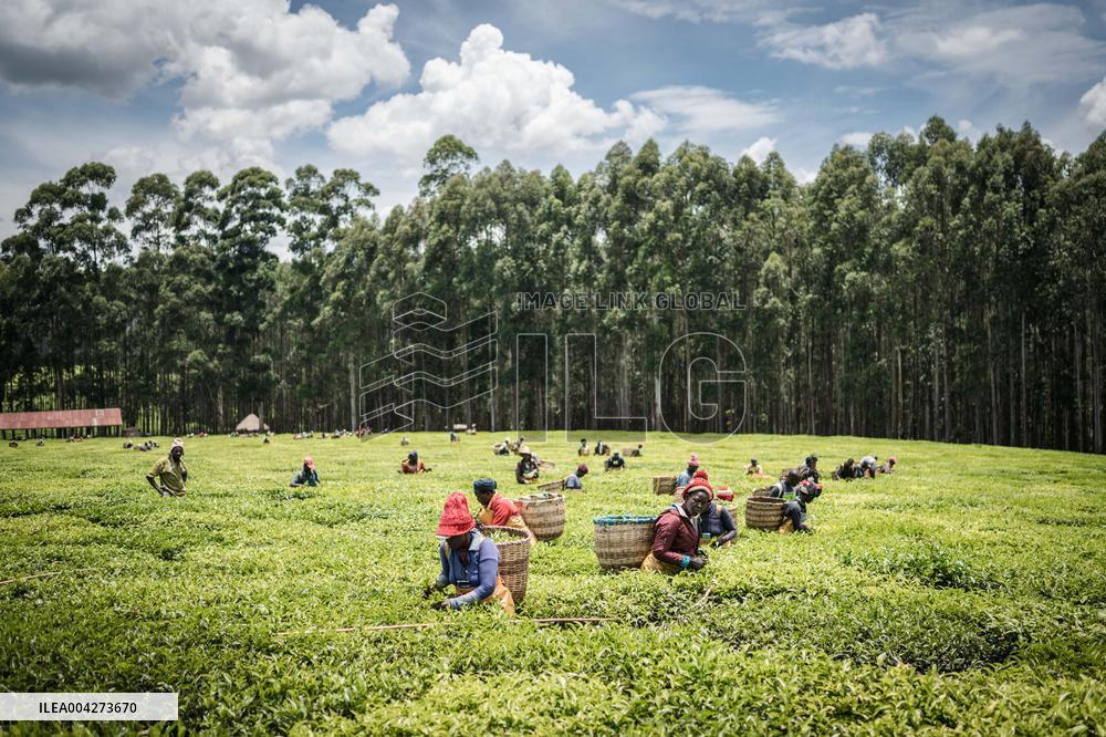Tea Harvest in Kericho - Kenya