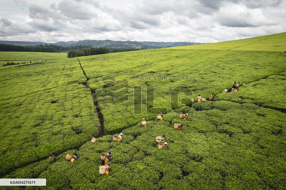 Tea Harvest in Kericho - Kenya