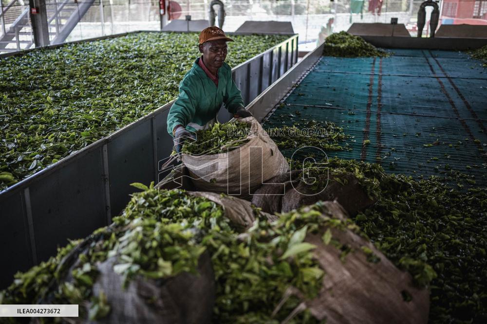 Tea Harvest in Kericho - Kenya