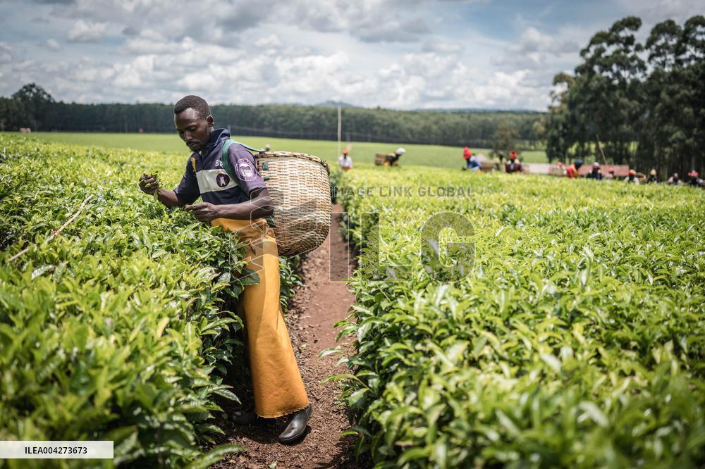 Tea Harvest in Kericho - Kenya