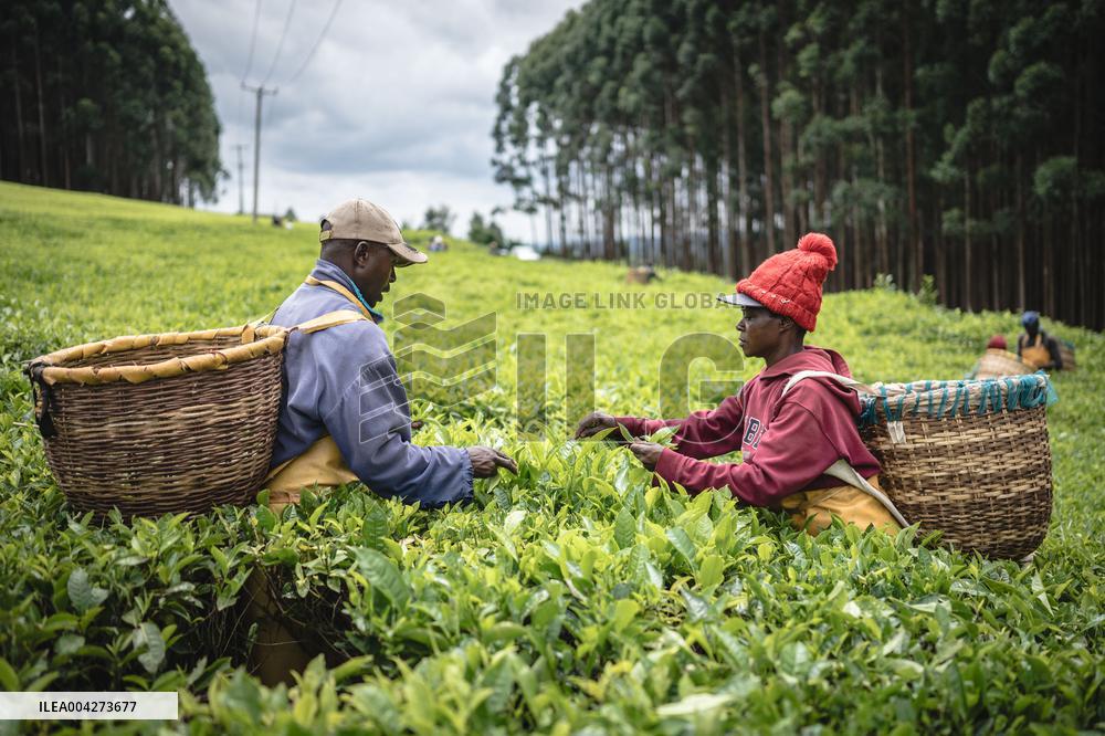 Tea Harvest in Kericho - Kenya