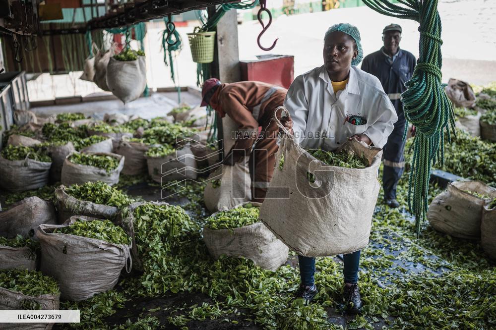 Tea Harvest in Kericho - Kenya