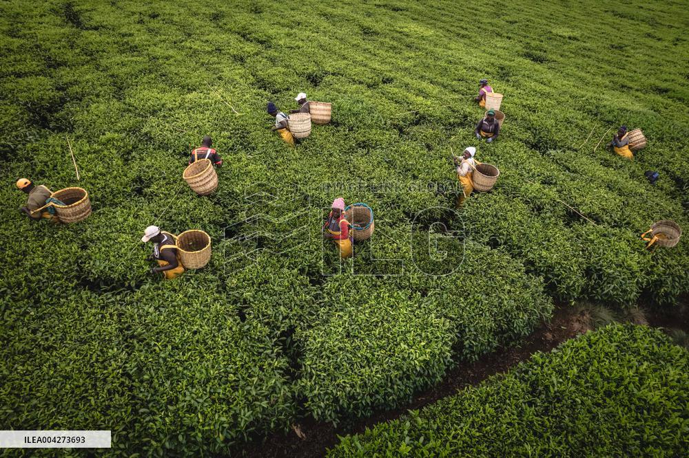 Tea Harvest in Kericho - Kenya