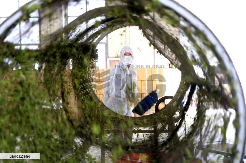 Tea Harvest in Kericho - Kenya