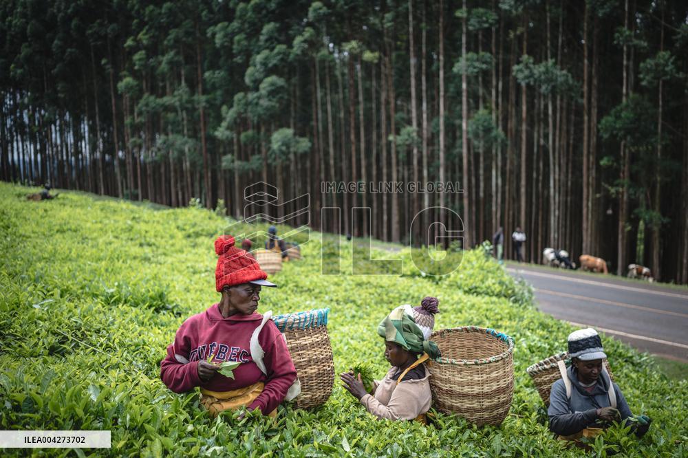 Tea Harvest in Kericho - Kenya
