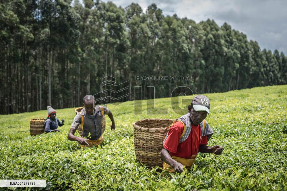 Tea Harvest in Kericho - Kenya