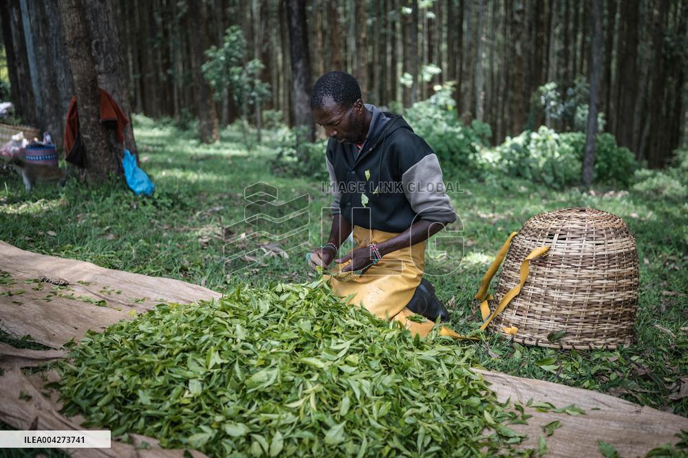 Tea Harvest in Kericho - Kenya