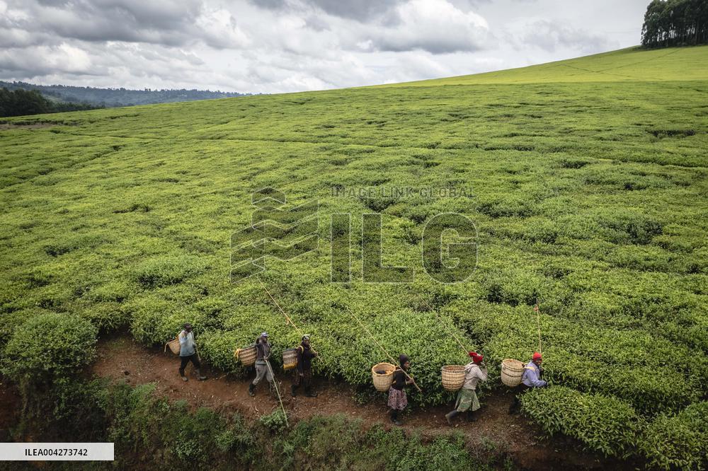 Tea Harvest in Kericho - Kenya