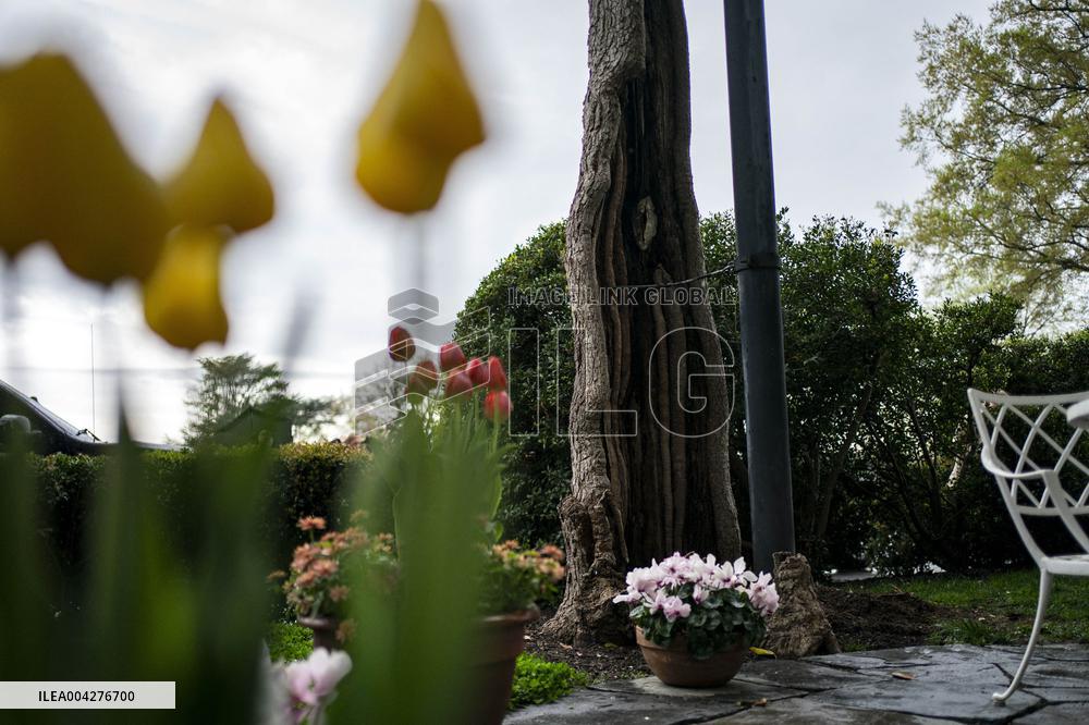 Andrew Jackson Magnolia Tree Prepared for Removal on South Lawn