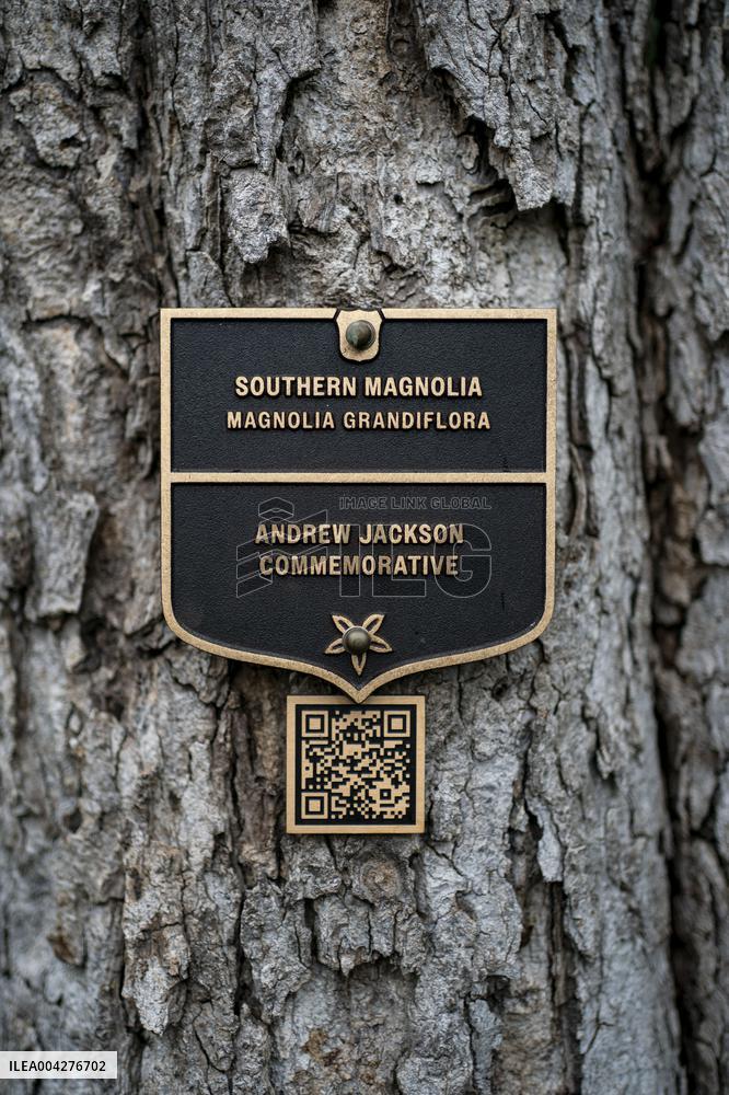 Andrew Jackson Magnolia Tree Prepared for Removal on South Lawn