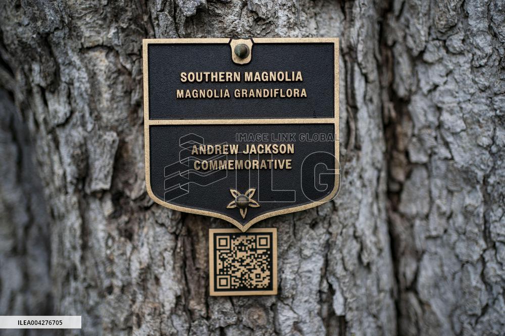 Andrew Jackson Magnolia Tree Prepared for Removal on South Lawn