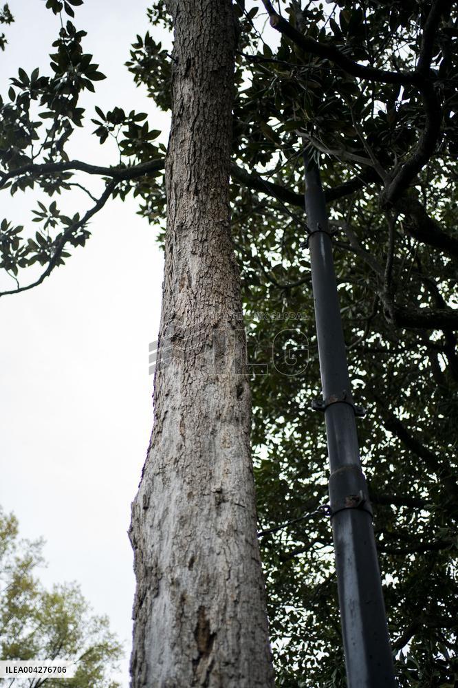 Andrew Jackson Magnolia Tree Prepared for Removal on South Lawn