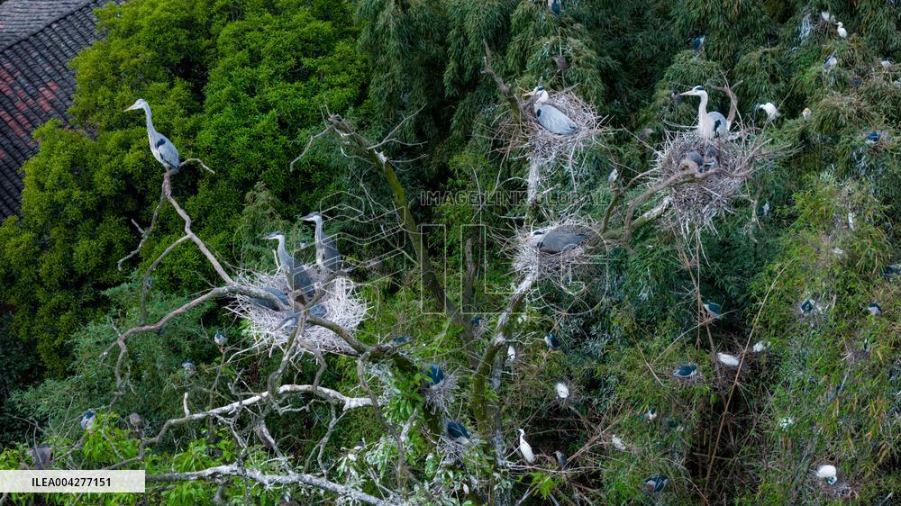 Egrets Breeding in Chongqing