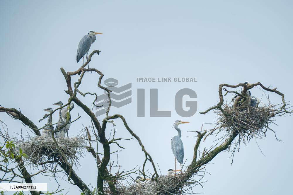 Egrets Breeding in Chongqing