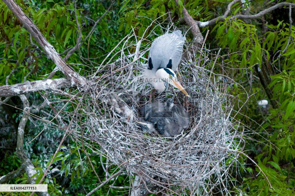 Egrets Breeding in Chongqing