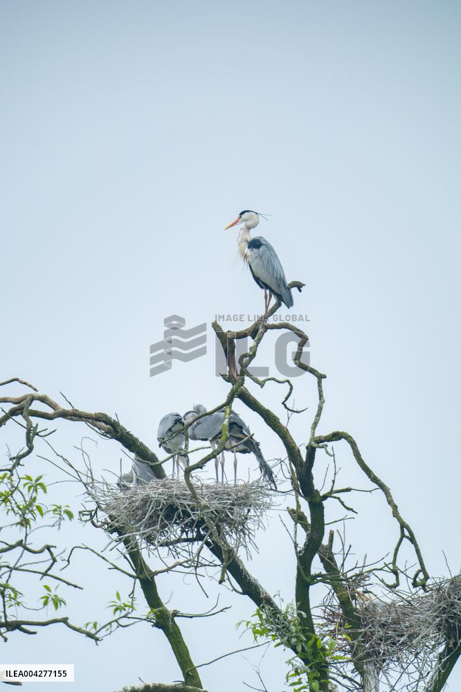 Egrets Breeding in Chongqing