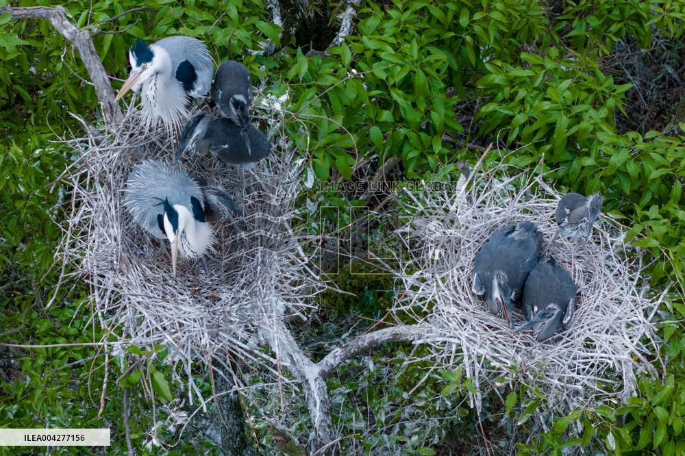 Egrets Breeding in Chongqing