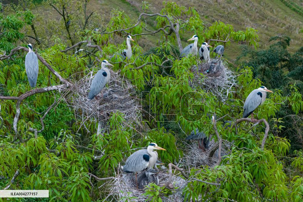 Egrets Breeding in Chongqing