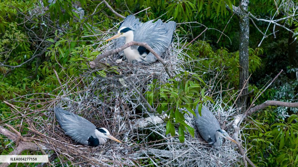 Egrets Breeding in Chongqing