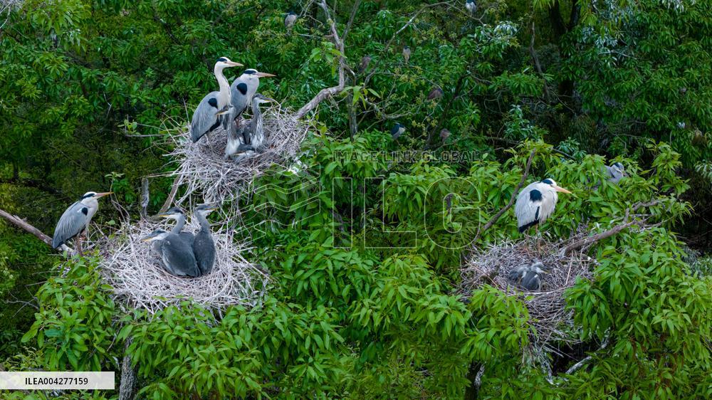 Egrets Breeding in Chongqing
